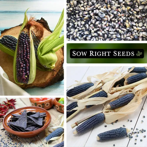 Miniatura 4 de Sow Right Seeds - Semilla de Maíz Azul Hopi para plantar - Paquete de reliquia sin OMG con instrucciones para plantar y cultivar un jardín