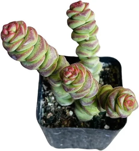 Miniatura 14 de Plantas de cactus suculentas vivas de USKC (maceta de 2 pulgadas) (Adromischus Maculatus)