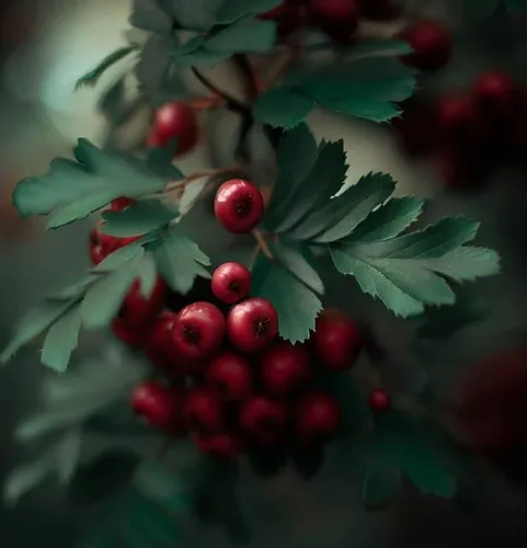 Miniatura 6 de Crataegus vulsa (Alabama Hawthorn) Semillas de arbustos, hermosas flores blancas, impresionante exhibición de otoño, semillas de MySeeds.Co, elige