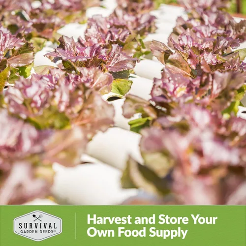 Miniatura 5 de Semillas de lechuga roja para plantar, 1 paquete con instrucciones para plantar y cultivar lechuga de hoja suelta en tu huerto casero, variedad