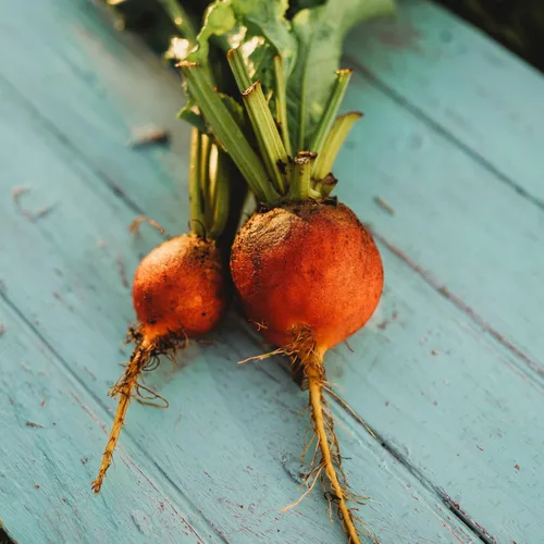 Miniatura 6 de Golden Detroit Beet - 50 semillas - Variedad de reliquia y polinizada abierta, semillas de vegetales sin OMG para plantar en interiores o exteriores