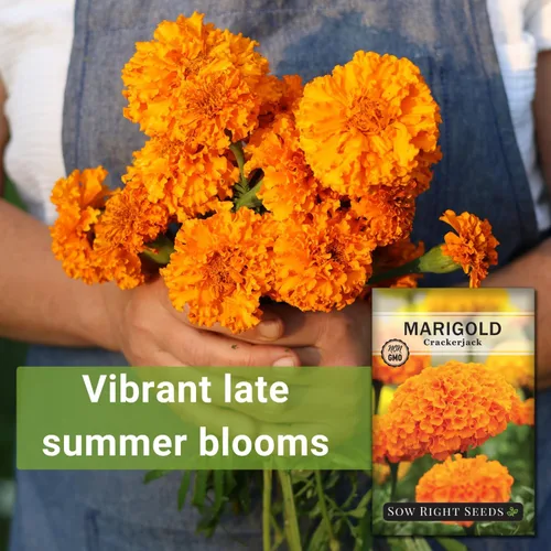 Miniatura 3 de Sow Right Seeds - Semillas de caléndula Crackerjack para plantar al aire libre - Flores de caléndula africana de alto rendimiento - Caléndulas