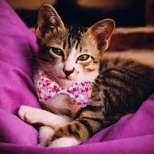 Miniatura 5 de Juego de collar de gato con pajarita de San Valentín con campana, collar de gato con corazón rosa para niños y niñas, gatitos