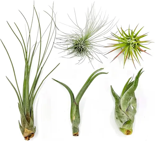 Miniatura 7 de ragnaroc Plantas de aire - Paquete de Tillandsia Ionantha, Regular 1-3" - 5 unidades - Llegada viva garantizada - Plantas de casa para decoración