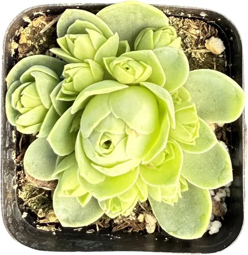 Miniatura 14 de Sprout N Green Echeveria 'German Champagne', suculenta viva totalmente arraigada en maceta de 2 pulgadas, planta de interior y exterior, hogar