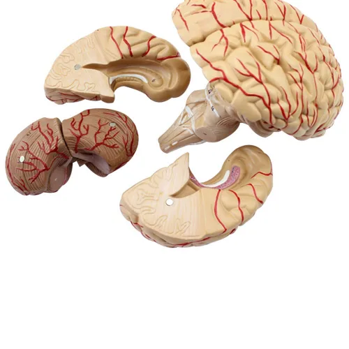 Miniatura 3 de Modelo anatómico del cerebro humano con arteria cerebral y nervio 9 partes para la enseñanza médica