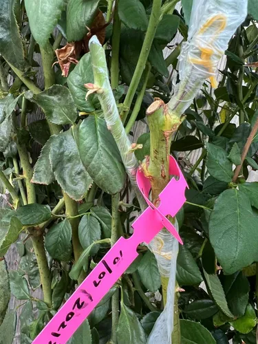 Miniatura 3 de HAINANSTRY Cinta de injerto de 2 unidades, cinta elástica para injerto de jardín, cintas de reparación de plantas para árboles frutales florales