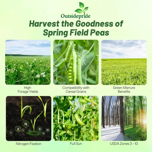 Miniatura 2 de Outsidepride Semillas de guisantes Dundale Spring Field – 5 libras. Semillas anuales, de leguminosas con alto contenido de proteínas y cultivos