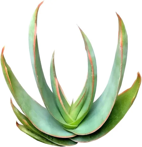 Miniatura 12 de Suculentas vivas de aloe brevifolia de 2 pulgadas de hojas cortas, suculentas con poca luz de 2 pulgadas, suculentas vivas y saludables, ideas