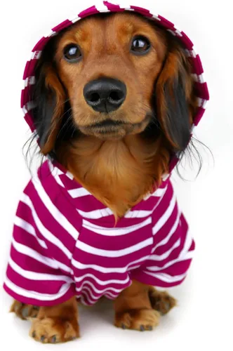 Miniatura 12 de DJANGO Sudadera con capucha para perro, cálido, ligero, suave y elástico para perro, con capucha, orificio para arnés y cintura elástica, sudadera