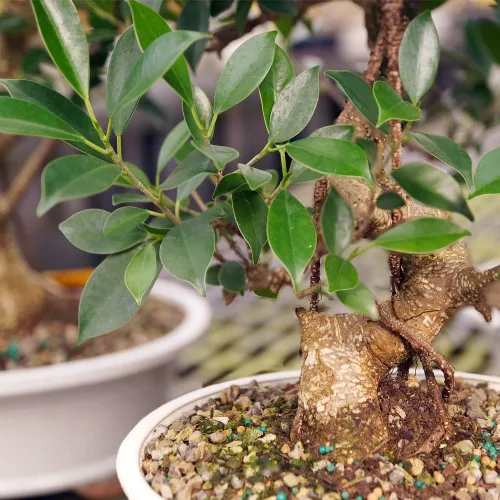 Miniatura 13 de Brussel's Bonsai, Bonsai de Ficus Golden Gate