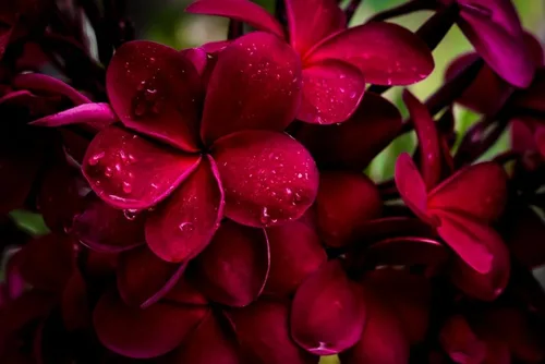 Miniatura 4 de Hawaiian Rare Plumeria Frangipani Planta esquejes rojo, blanco, amarillo, rosa - 10 pulgadas - Descuento Hawaiian Gifts LQ4 (rojo)