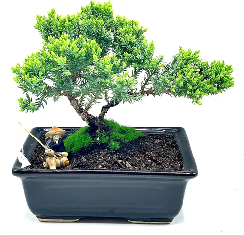 Miniatura 10 de Árbol de enebro enano bonsái vivo de 7 años con soporte de bambú hecho a mano Árbol de enebro o jade bonsái Interior/Exterior 100% hecho a