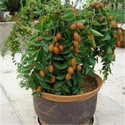 5 unids/lote Taiwán Big Jujube al aire libre dulce fruta suculenta planta árbol Bonsái maceta semillas DIY hogar jardín fácil de cultivar: 6