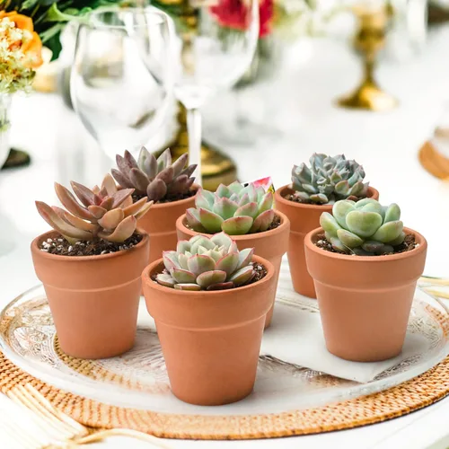 Miniatura 3 de Plantas suculentas (paquete de 6), suculentas vivas totalmente enraizadas en macetas de 5 cm con tierra, plantas únicas en maceta para bricolaje