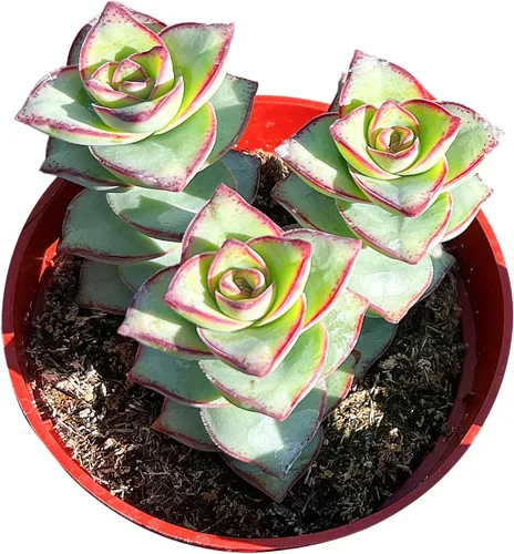 Miniatura 16 de Sprout N Green Cotyledon Orbiculata cv., Rara planta suculenta viva enraizada en maceta de 4 pulgadas, decoración de boda en interiores y Cotiledón