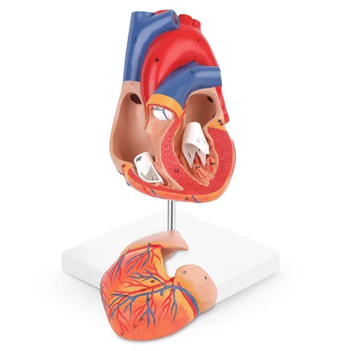 Miniatura 2 de SKUMOD Modelo de corazón humano 1:1, tamaño real de 2 partes de corazón numerado preciso que muestra 48 estructuras internas anatómicas