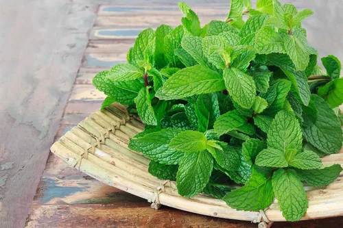 Miniatura 5 de Semillas Menta Menta Mentha Hierbas Medicinales Jardín para Plantar No GMO 1000 Semillas