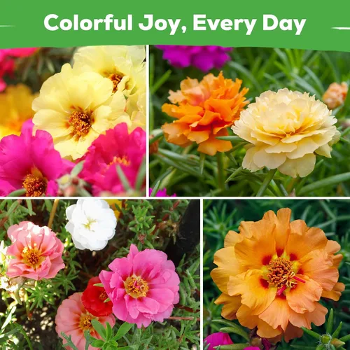 Miniatura 7 de Tri-Color French Marigold Seeds for Planting – 4OZ 38,000+ Open-Pollinated Flower Seeds to Plant, High Germination Rate, Fast Blooming for Gardens