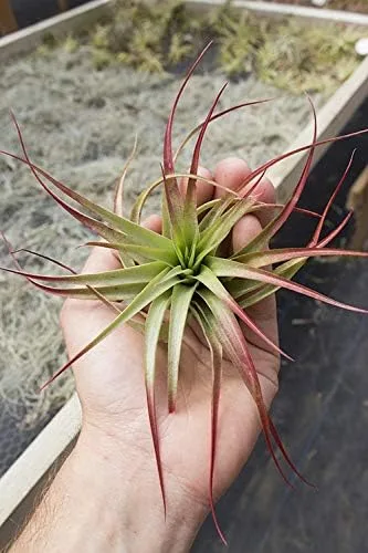 Garden in the City Planta de aire Tillandsia Brachycaulos 6-7 pulgadas rojo mejorado (cultivado y enviado desde California)
