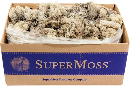 Miniatura 36 de Super Moss 21669 - Musgo de reno preservado, Chartreuse, 8 onzas (200 pulgadas cúbicas)