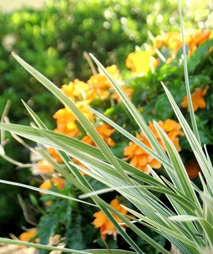 Hierba azteca - 12 plantas de tamaño cuarto de galón vivo - Liriope abigarrado - Ophiopogon Intermedius Argenteomarginatus