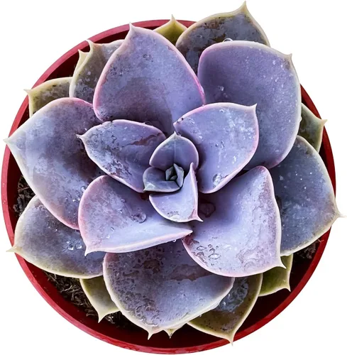 Miniatura 17 de Cotyledon Pendens de 4 pulgadas, suculenta viva completamente enraizada en macetas con mezcla de tierra, planta doméstica rara para la decoración