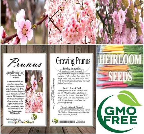 Miniatura 7 de Prunus serrulata (cereza japonesa floreciente), flores dobles rosas ricas, frutos negruzcos del tamaño de un guisante, elige la cantidad (1 unidad)