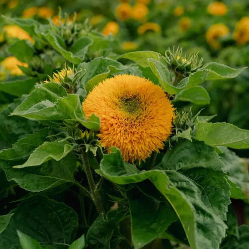 Miniatura 6 de Plant Good Seed Semillas de girasol orgánicas Double Goldy F1 – Paquete de 50, semillas tradicionales para plantar flores, suministros
