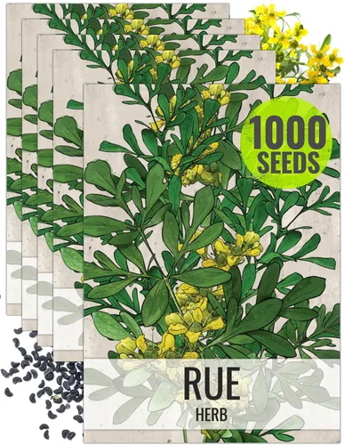 Seed Needs Semillas de Rúe para Plantar Hierbas Medicinales - Semillas Perennes Autóctonas No Transgénicas y Sin Tratar para Cultivar un Jardín
