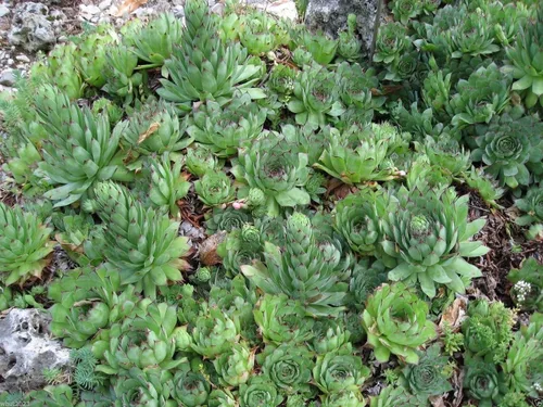 Miniatura 2 de 100 Sempervivum Tectorum Seeds Aka Gallinas y Pollos (100 Semillas) Premio Rhs.