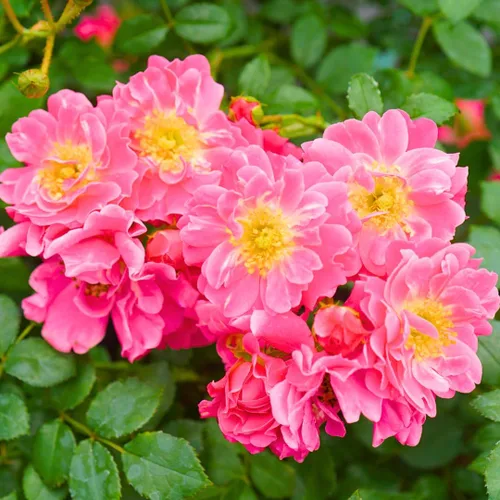 Miniatura 4 de Arbustos de rosas rosas brillantes listos para plantar, rosas trepadoras, plantas vivas fragantes, 6-8 pulgadas de alto en maceta, floración durante