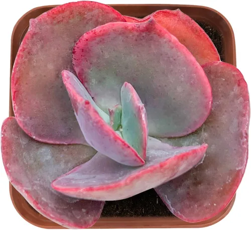 Sprout N Green Echeveria - Planta suculenta viva de color rojo grande, totalmente enraizada en macetas de 2 pulgadas con mezcla de tierra, planta de