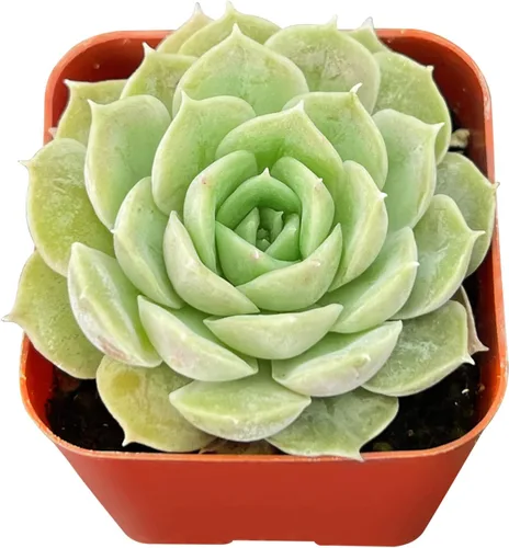 Miniatura 7 de Sprout N Green Pachyphytum compactum, 1 planta suculenta viva totalmente enraizada en macetas de 2 pulgadas con mezcla de tierra, planta de casa