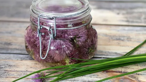 Miniatura 5 de TomorrowSeeds - Semillas de cebollino - Más de 500 unidades - para plantar en 2025 Estados Unidos Jardín Vegetales Hierbas Perennes Floración Morada