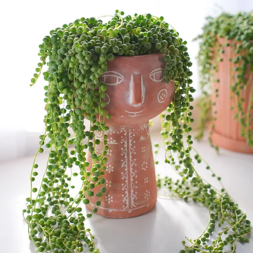 Miniatura 4 de Cadena de perlas de 4 pulgadas con maceta de rayas verdes, planta suculenta viva para el hogar, oficina, boda, decoración colgante, proyectos