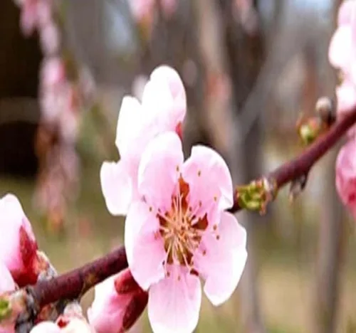 Miniatura 2 de Prunus serrulata (cereza japonesa floreciente), flores dobles rosas ricas, frutos negruzcos del tamaño de un guisante, elige la cantidad (1 unidad)