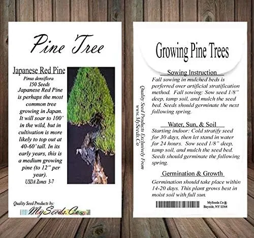 Miniatura 5 de Semillas para árbol de pino sin transgénicos de MySeeds.Co