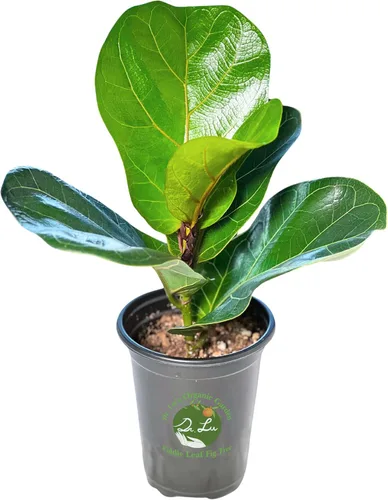 Miniatura 12 de Planta de jade colgante orgánica de Dr. Lu Planta de jade rara Plantas suculentas vivas Plantas purificadoras de aire para interior Plantas