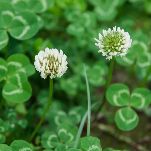 Miniatura 8 de Groundio White Clover Seeds for Lawn Alternative