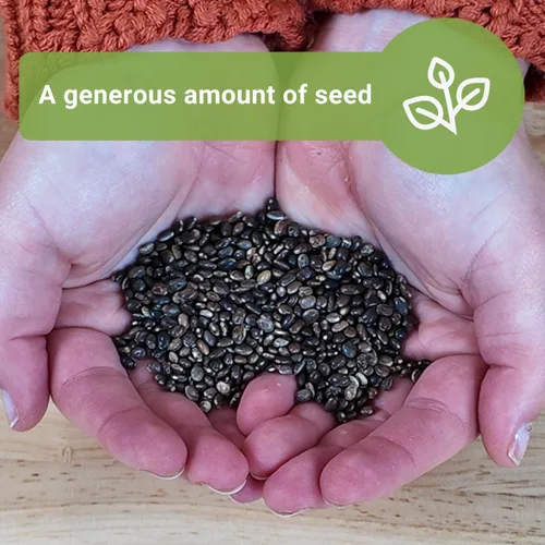 Miniatura 5 de Sow Right Seeds - Semillas de altramuz Russell a granel para plantar - Paquete jumbo de reliquia sin OMG - Flor perenne - Ideal para bordes