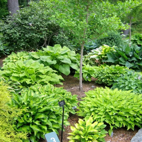 Miniatura 2 de Paquete de 6 plantas mixtas de raíces desnudas Hosta en forma de corazón, follaje verde rico, bajo mantenimiento para tu hogar y jardín, enviadas