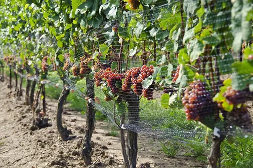 Miniatura 6 de Red para pájaros para jardín, barrera reutilizable de 13 x 33 pies, red de malla para plantas que protege las plantas de plantas de árboles frutales