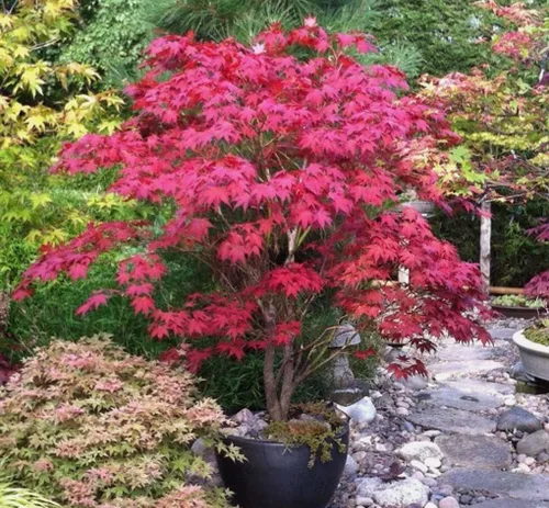 Miniatura 2 de 25 semillas de árbol de arce japonés rojo Acer Palmatum resistentes ornamentales para paisajismo no transgénico