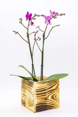 Miniatura 6 de Maceta de madera cuadrada de 4 pulgadas, color madera quemada, forro de plástico, exhibición de centro de mesa de jardín, soporte de flores de boda