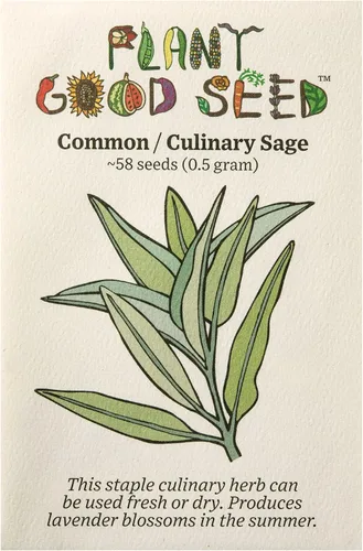 Miniatura 12 de Plant Good Seed Semillas orgánicas de salvia clara para plantar: hierba para cosméticos, flores moradas fragantes - Paquete de 50 semillas