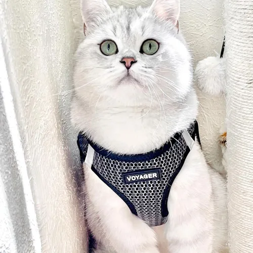 Miniatura 8 de Best Pet Supplies - Arnés de malla para todo tipo de clima, reflectante, antitirones, para perro y gato pequeño y mediano, con cierre de velcro