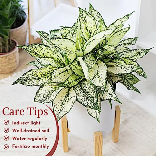 Miniatura 6 de Aglaonema - Colección de plantas vivas (paquete de 4) - Plantas de hoja perenne chinas en macetas de 2 pulgadas Plantas de interior de fácil