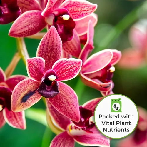 Miniatura 5 de Perfect Plants Fertilizante líquido para orquídeas de 8 oz. Alimento vegetal para todas las variedades epífitas Fomenta la repetición de auges