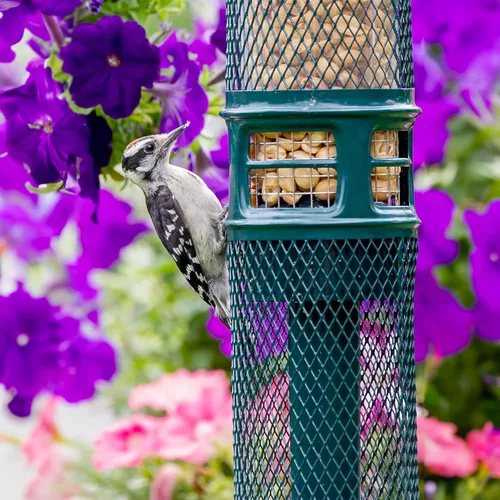Miniatura 6 de Comedero para Nueces Squirrel Buster - Comedero para Pájaros a Prueba de Ardillas para Nueces y Frutas, Dos Mallas